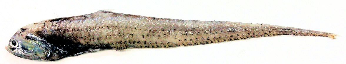 Diplophos taenia_04.jpg